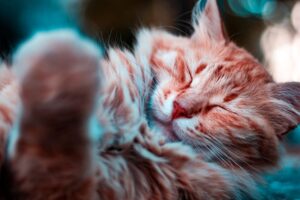 Dreaming of Animals: What It Means and Why It Matters